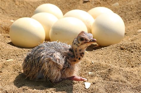 Ostrich Eggs: Size, Weight, and Remarkable Properties - Ostrichology