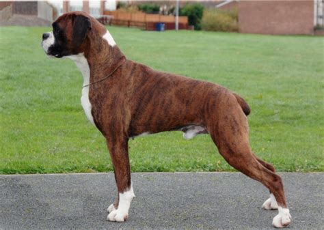 facts  boxer dog breed lilyfarms