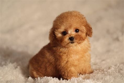 Top 100 Cutest Dog Breeds at Luca Waldock blog