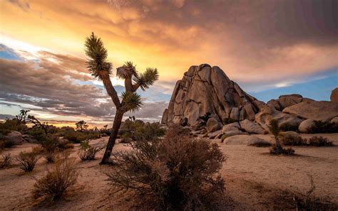 Top 6 things to do in Joshua Tree National Park - Indie Campers