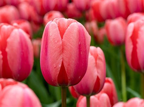 Tulip Experts Reveal The Top 7 Planting Mistakes Gardeners Make ...