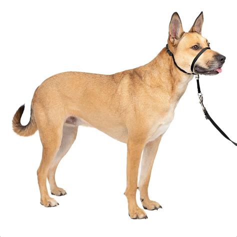 3 Best Dog Head Halters [2025 Reviews] + How to Use Them!