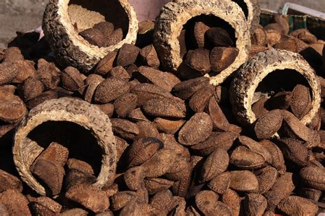 sodrepara24 horas: Castanha-do-pará ou castanha-do-Brasil