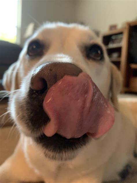 snoot pic   grandparents dog     mlem