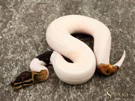 piebald ball pythons ball python breeder xclusive snakes