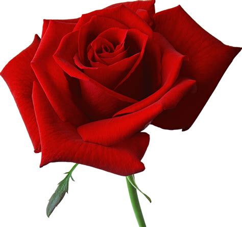 Free Transparent Red Rose, Download Free Transparent Red Rose png ...