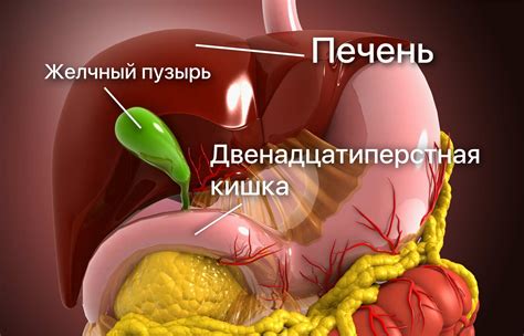 Как питаться при перегибе желчного пузыря