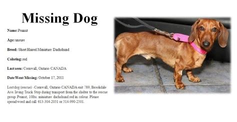 knitted  crocheted missing dogs