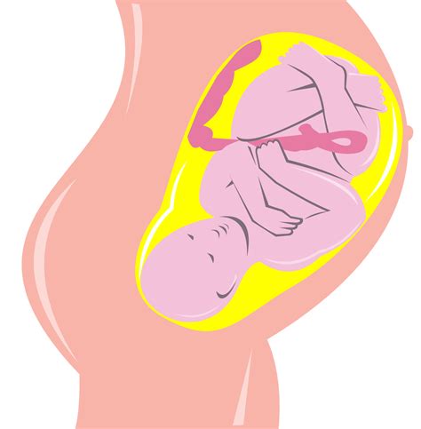 feto humano dentro del útero 13790705 PNG