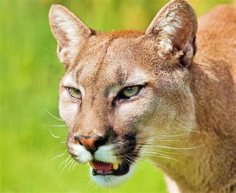 Cougar | Asian Animals And Characters Wiki | Fandom