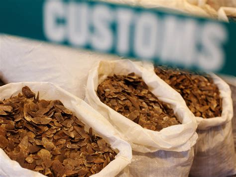 Taste for rare wild pangolin is driving the mammal to extinction – Artofit