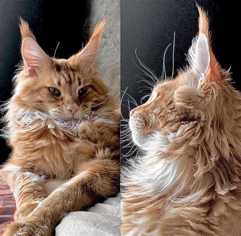 Самые красивые Мейн Куны с голубыми глазами: 2 800 $ - Коти Київ на Olx