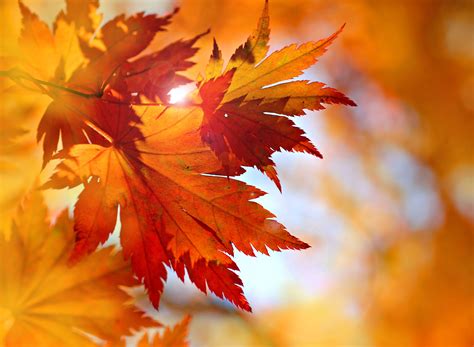 Fall Leaf Background For Desktop - MAXIPX