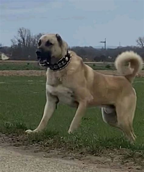 Big and Majestic Kangal Dog in a Beautiful Landscape