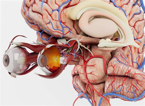 Say Hello to Anatomy Master 2!
