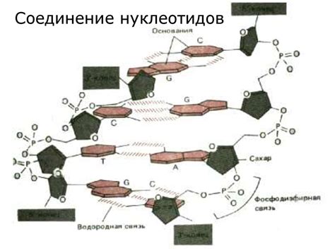 Химический состав клетки - презентация онлайн