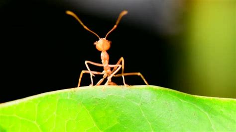 formiga vermelha caracteristicas nome cientifico fotos  tamanho