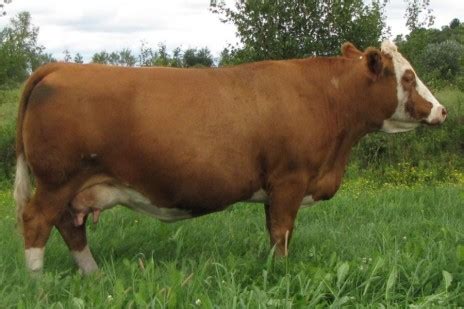 Ferme Sibelle Fleck
