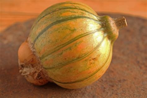 Misshapen Immature Squash Free Stock Photo - Public Domain Pictures