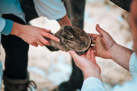 Hoof Abscess: A Common Cause of Acute Lameness in Horses | Mad Barn