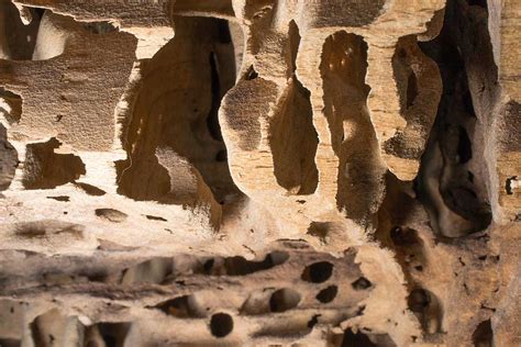 How to Get Rid of Carpenter Ants in Vancouver | Assured Environmental