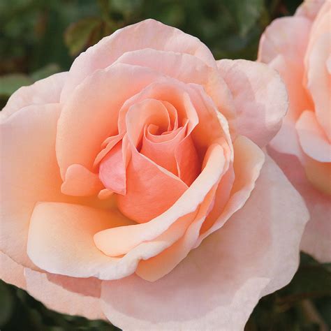 mother  pearl roses  sale fastgrowingtreescom