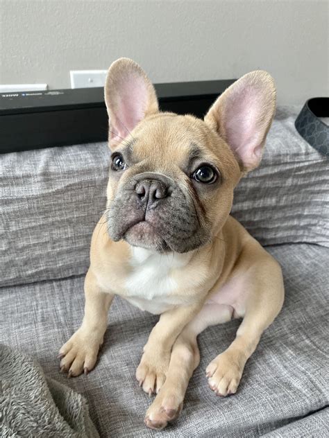 Blue Fawn French Bulldogs