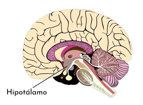 O Que É O Hipotálamo - Hipotálamo: qué es, funciones, partes, anatomía, enfermedades