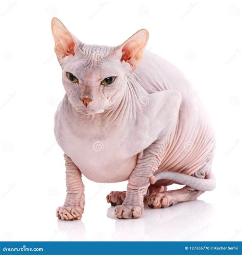 Bald Cat. Cat Of Breed Sphinx. Naked Cat Stock Photography