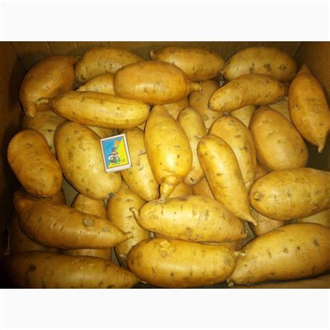 Продам батат - клубни и рассада, купить батат - клубни и рассада ...