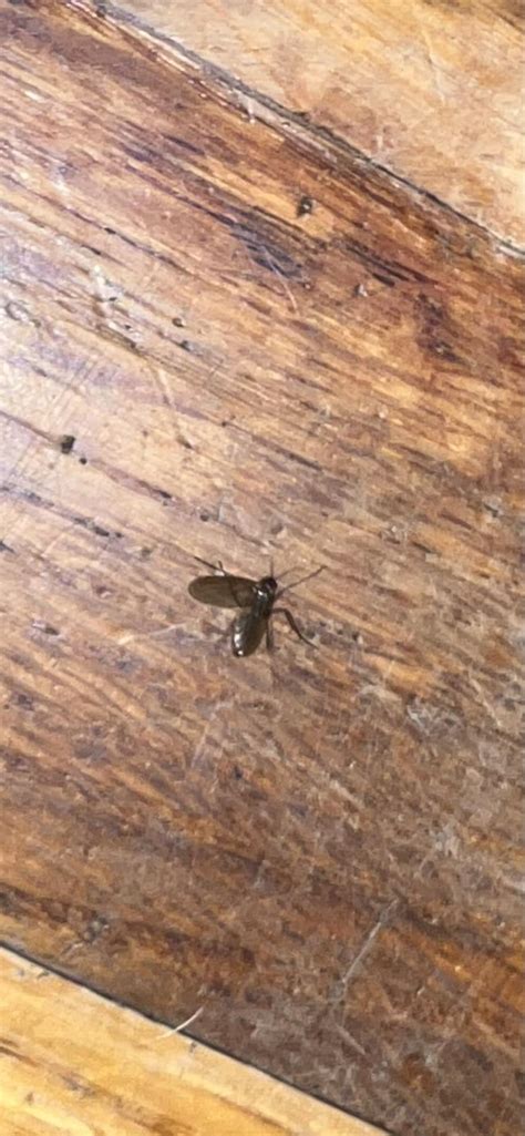 Small, flying insect : r/whatsthisbug