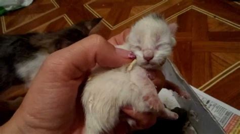 Слепых котят выбросили на мусорку-это уже не удивляет - YouTube