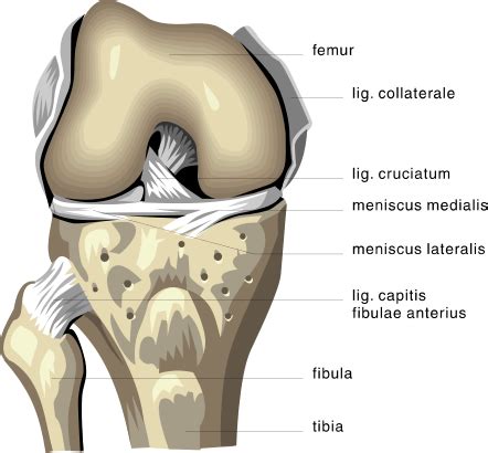 anatomy knee bones