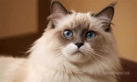 Birman Symbolism and Meaning - Your Spirit Animal