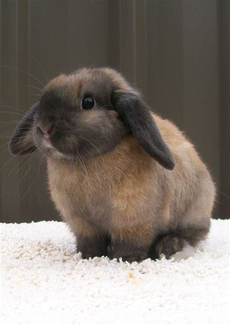 Dwarf Bunnies Brown And Gray