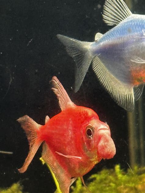 What happened to my glo fish ?? : r/Aquariums