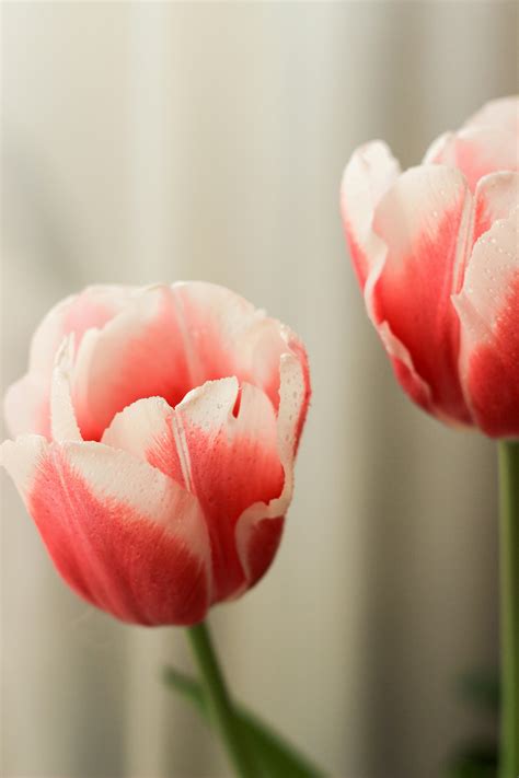 Cherie Blooming Photos, Download The BEST Free Cherie Blooming Stock ...