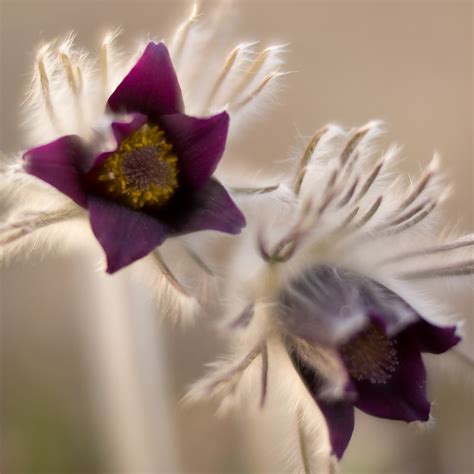 Black pulsatilla | Hand-held shot with Voigtlander Nokton 25… | Flickr