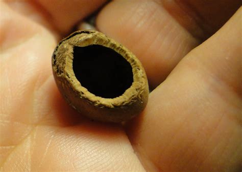 Hazelnut, one careful nibbler – melickblog