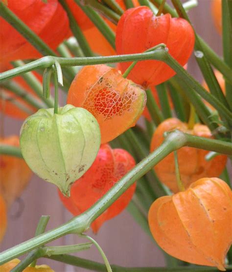 Chinese lanterns plant, Chinese lanterns, Nature plants