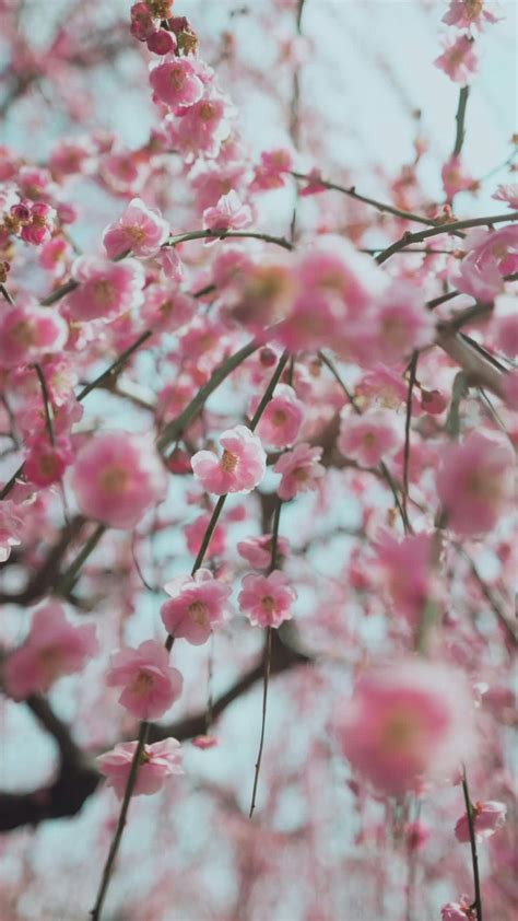 Japanese+Swallow+Compilation Videos, Download The BEST Free 4k Stock