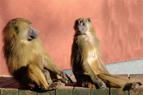 Wildlife Ape Baboon - Free photo on Pixabay