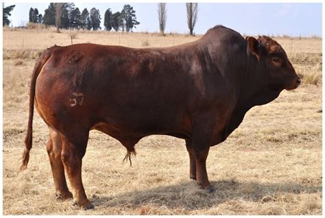 The Boran Cattle Breeders' Society of South Africa