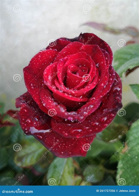 Una Bella Rosa Con Rocas Rojas Foto de archivo - Imagen de gotas