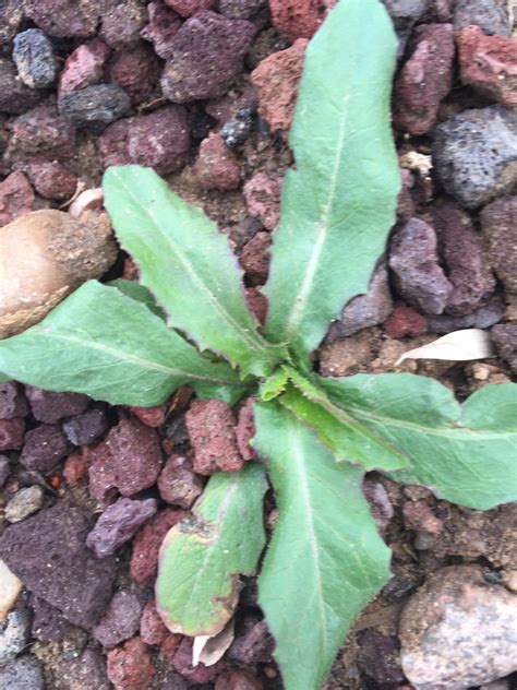 Prickly Lettuce | EcoTurf of Northern Colorado