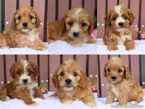 cavapoo puppies  sale toy mini cavapoos