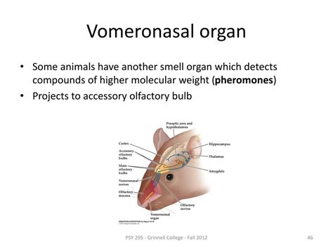 olfaction  powerpoint    id