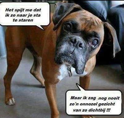 Pin by Berlinda van Maerrem on 2017 | Boxer dogs funny, Funny boxer ...
