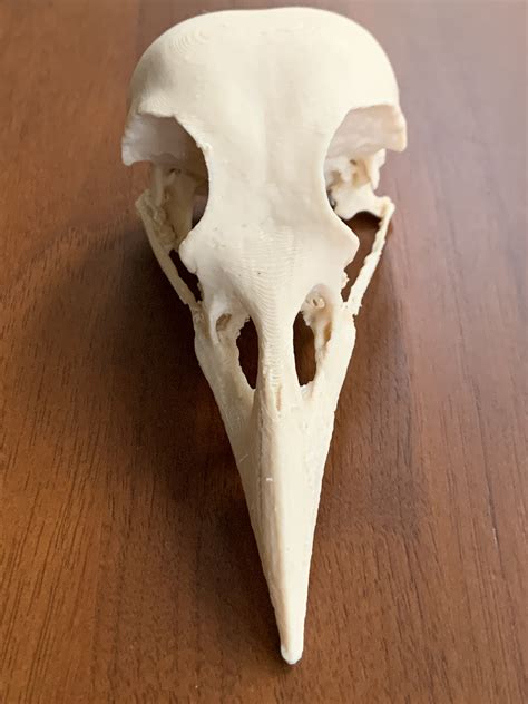 printable american crow skull  virtual curation lab