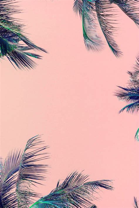pink palm wallpapers  hd pink palm backgrounds  wallpaperbat